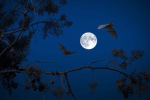 Falsi miti sui pipistrelli
