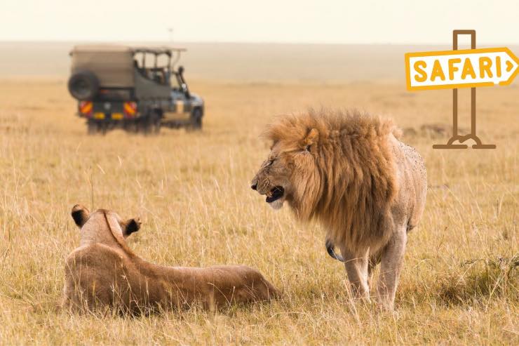 safari africa organizzazione costo