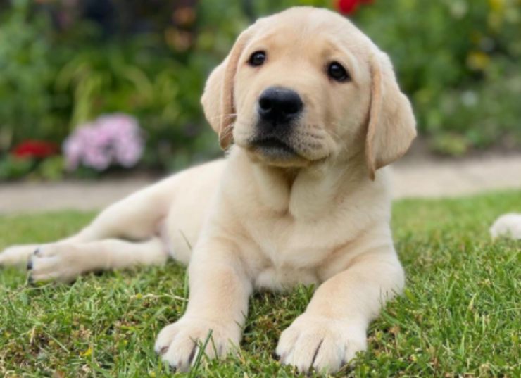 nuovo cane nella famiglia reale