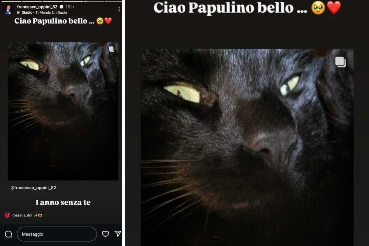 Francesco Oppini ricorda il suo gatto