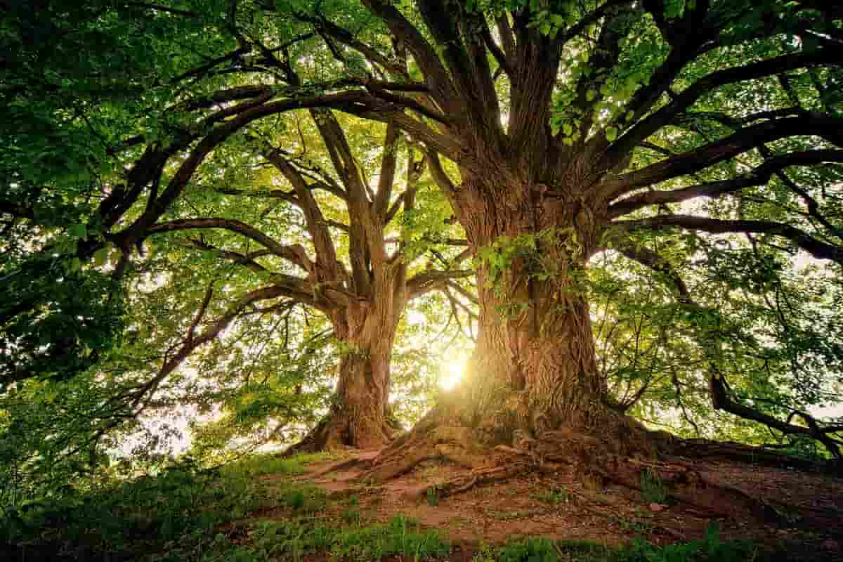 Alberi nel bosco