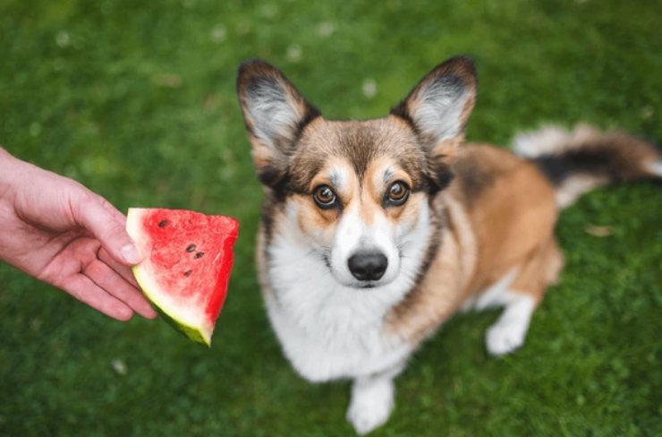 Cosa succede se si da l'anguria al cane