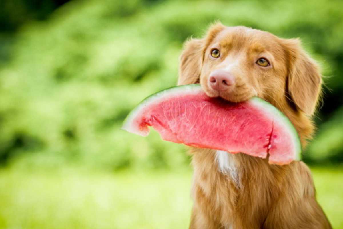 Il cane può mangiare l'anguria?